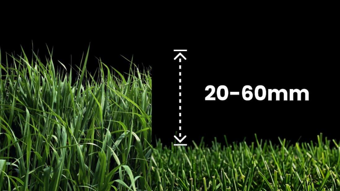 How to Grow Grass from Seed