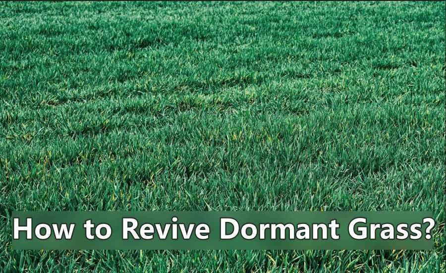 Revive dormant grass