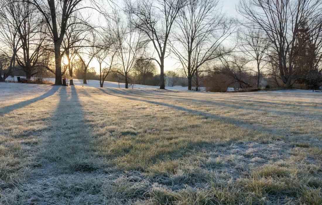When is the best time to plant a lawn